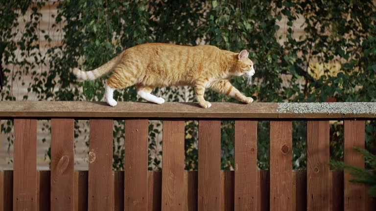 Fortitude Fencing Your Trusted Partner for Quality & Reliable Fence Solutions